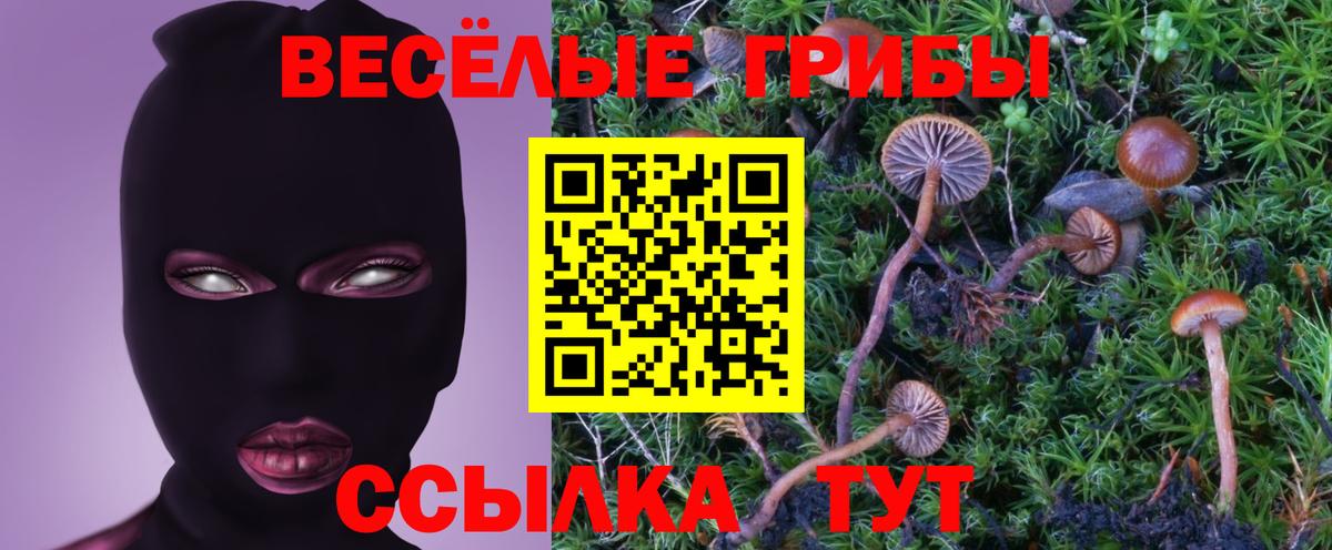 Псилоцибиновые грибы Psilocybe Можайск
